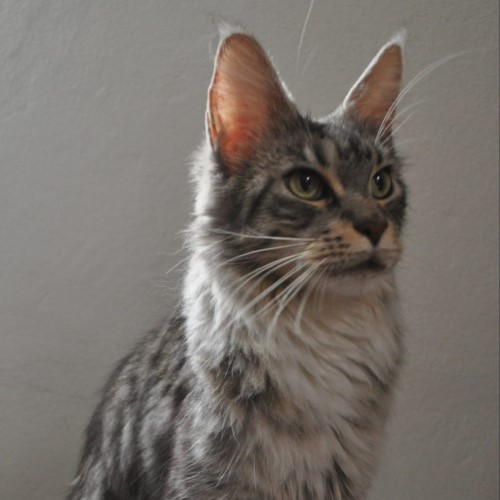 Ulala-maine-coon-Silver