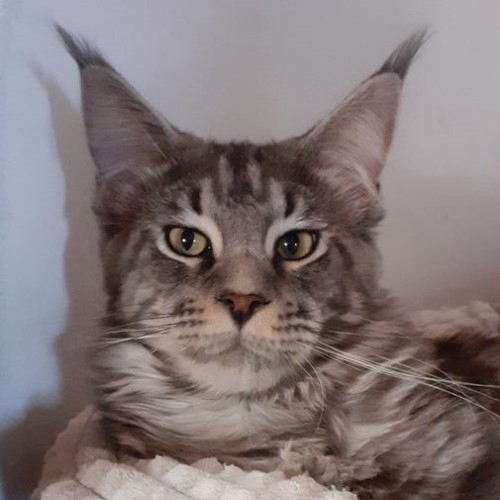 Aristotel-maine-coon-Silver